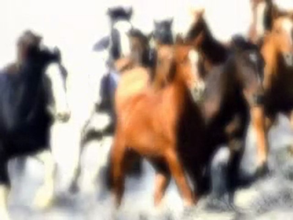 THE HORSES