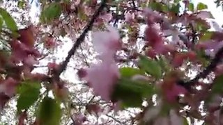 National Cherry Blossom Festival Washington DC Bloom Check