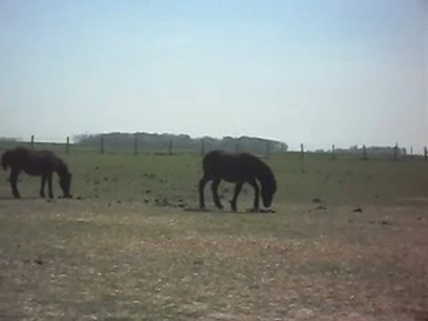 Mérens yearlings: leur sortie dans tout le club N° 1, 22 04.