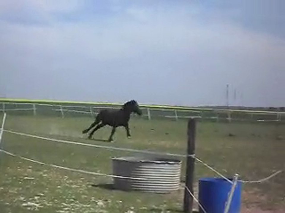 Mérens yearlings, N° 2 le 22 04 SDC11341