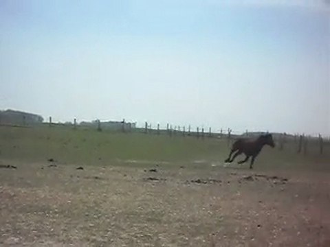 Poulains Mérens 1 an N° 3. 22 04 2010