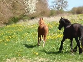 22 avril 2010 (35) kehops et bjinse changement de pré !!!!