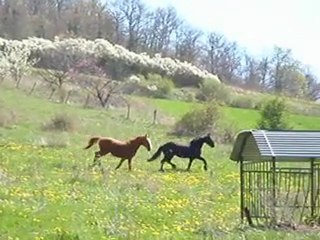 22 avril 2010 (26) kehops et bjinse  joie de vivre !!!