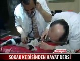 Kediden Ölen başka bir Kediye Kalp Masajı !