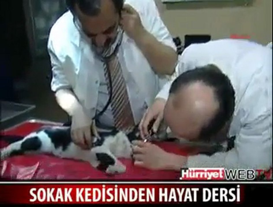 Kediden Ölen başka bir Kediye Kalp Masajı !