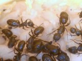 camponotus aethiops couvain 1