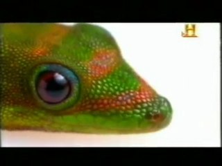 Evolucion de la piel: Reptiles (queratina y lipidos)