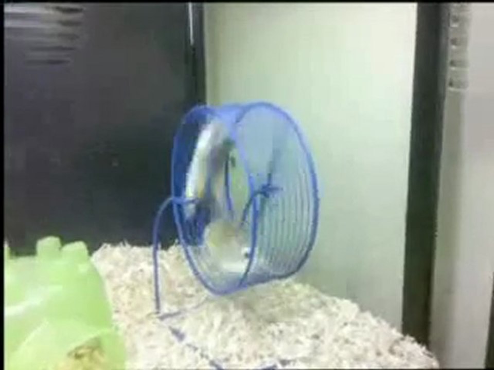 Funny Hamster