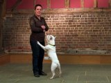 Dog Training Made Easy: Jumping Up
