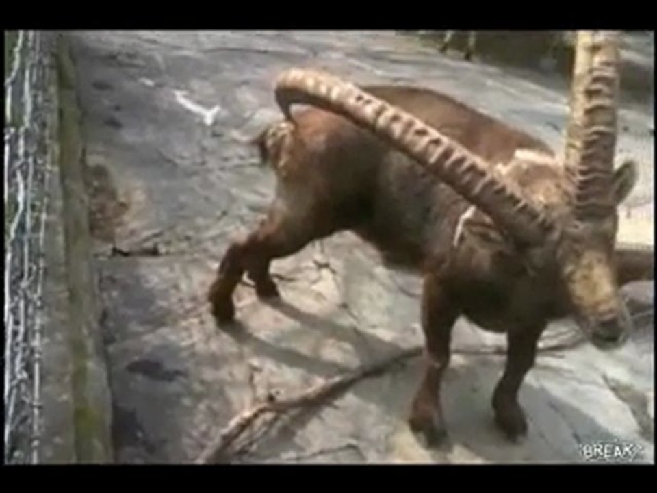 Ibex Scratches Butt With Horn Video