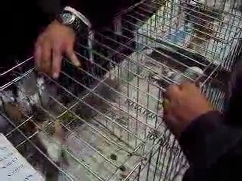 T.Ş.G.F-İzmir Özel 2010 Festivali-1