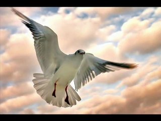 dJ SaRaH Ah Yüreğim (Edip Akbayram)