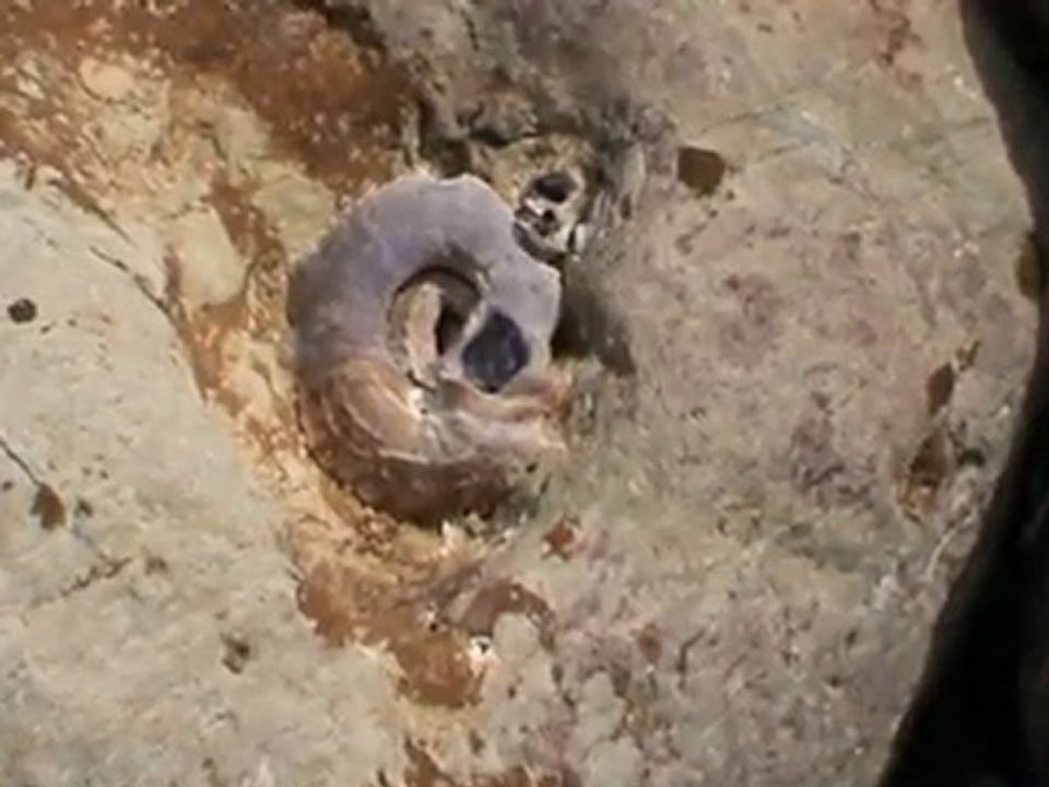 coquillage crète