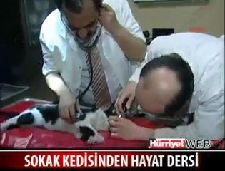 Ölen erkek kediye dişi kediden kalp masajı okumas.net