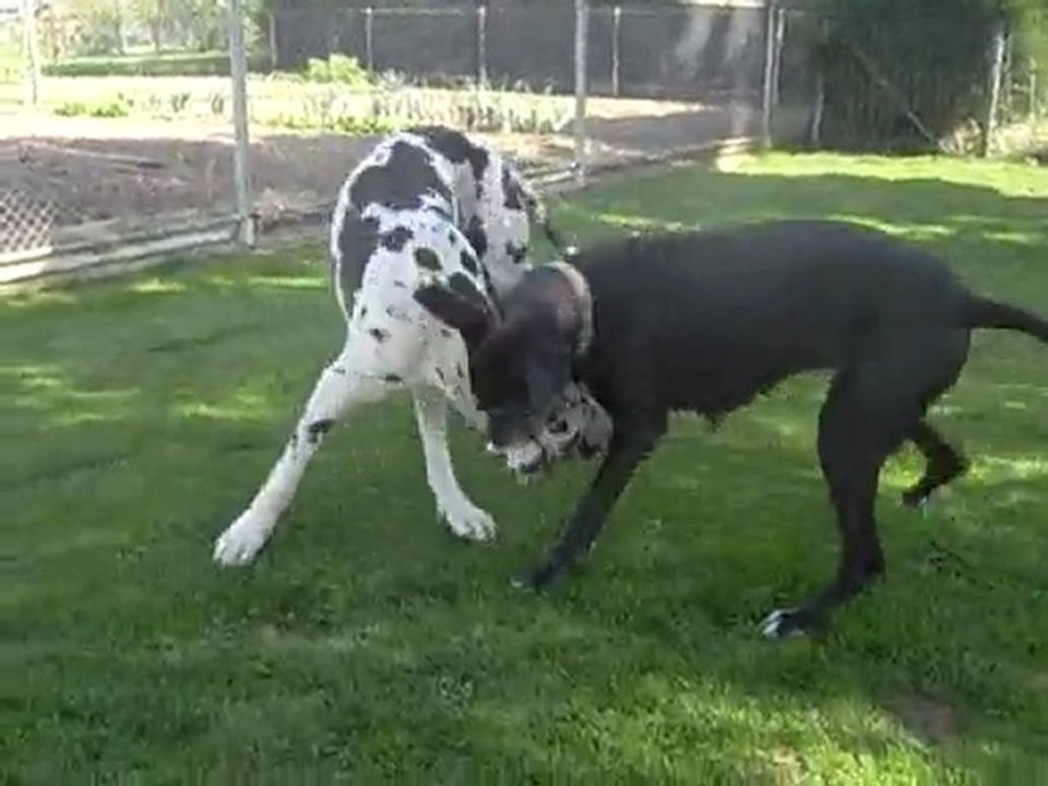 Moi aussi je veux jouer