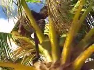 Reportage sur la Martinique (1_7).flv