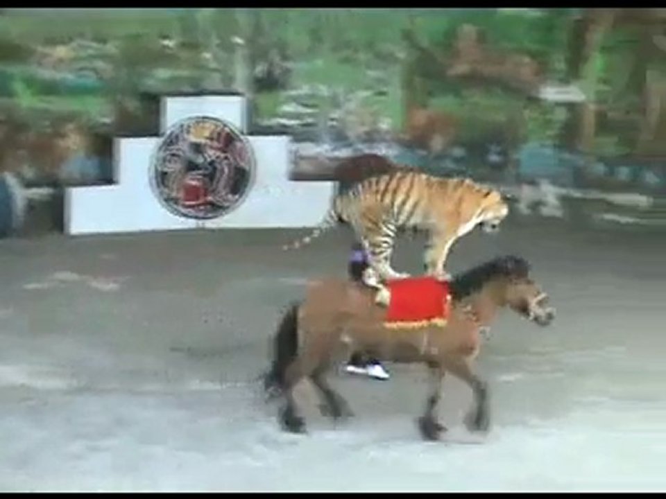 196-tigre-sur-cheval