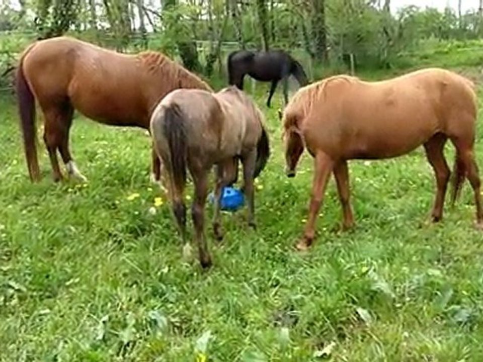 Ballon arrive dans le pré!