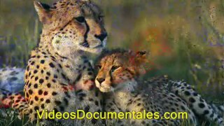 VIdeos Documentales