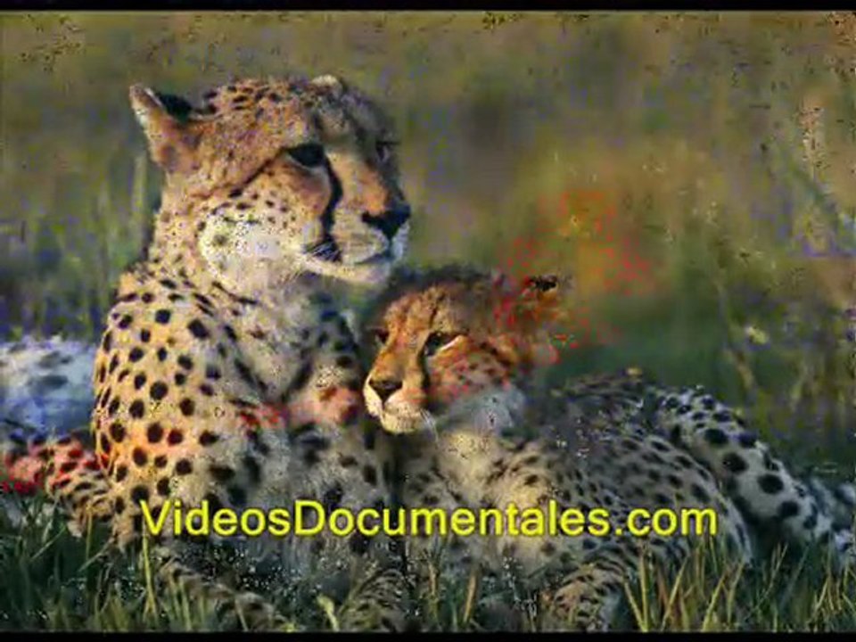 VIdeos Documentales