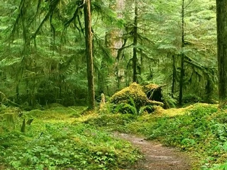 BIAŁE KONWALIE - TOLEDO