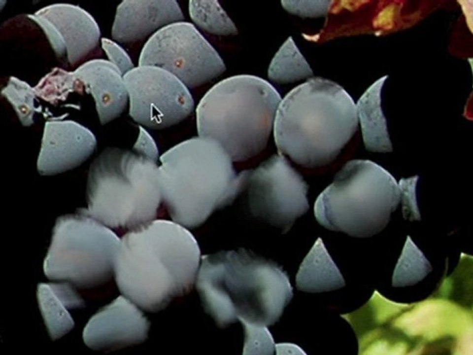 BRISTLE BRUSHES IN ADOBE® CS5