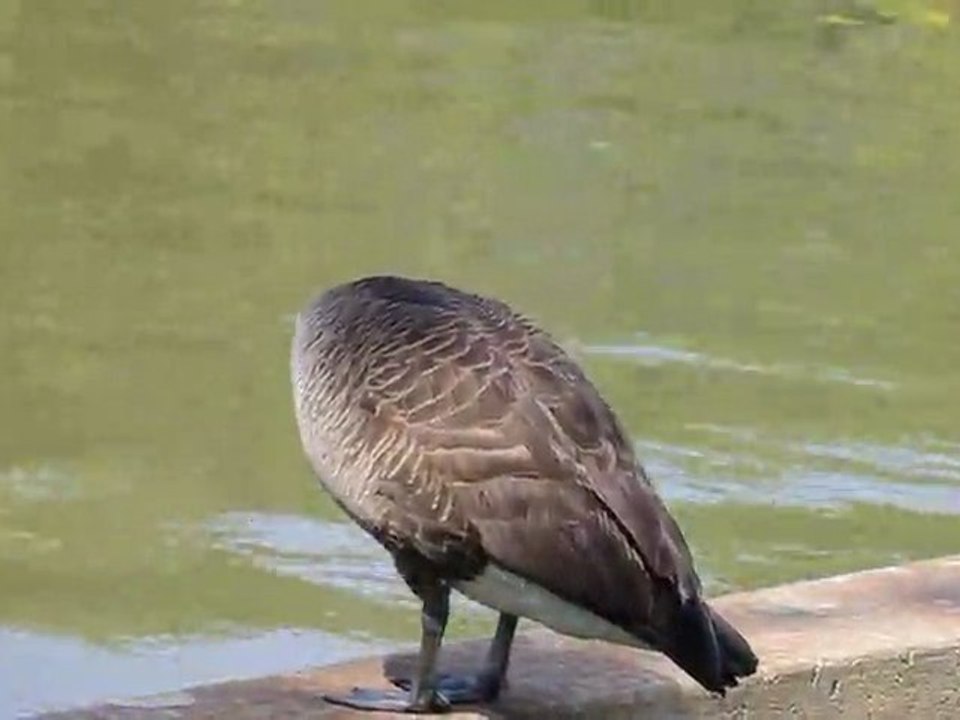 Bird taking a bath