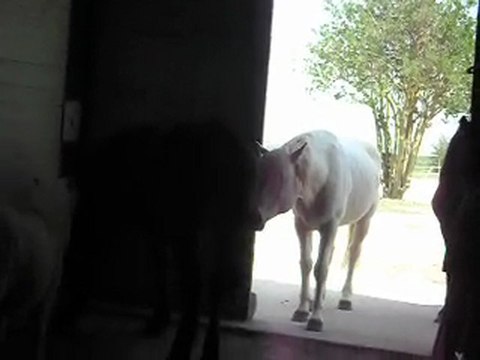 POULAINS MERENS YEARLINGS la rencontre Les poneys de Sophie
