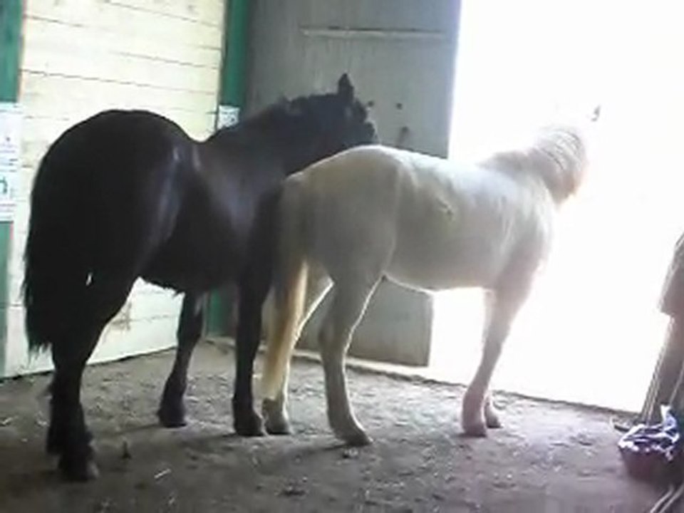 CHEVAUX MERENS D'1 AN: déjà l'écurie leur plait!  SDC11350