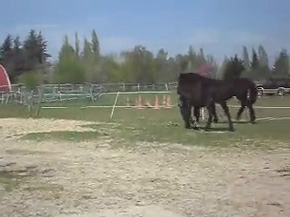 POULAINS MERENS D'1 AN en liberté dans tous les présSDC11351