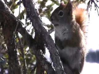L'écureuil commence sa partie de cache-cache