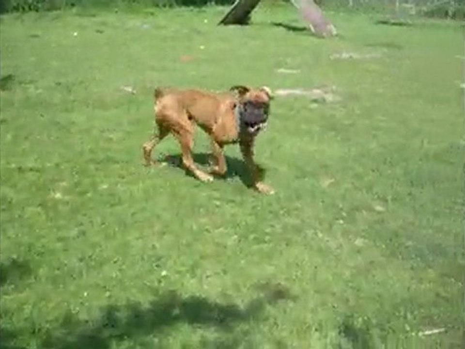 Eden le boxer