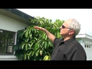 Clearwater Florida Villa Palm Drive Episodio #1