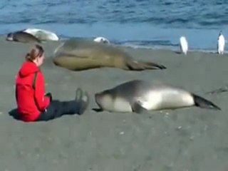 Calin avec un éléphant de mer
