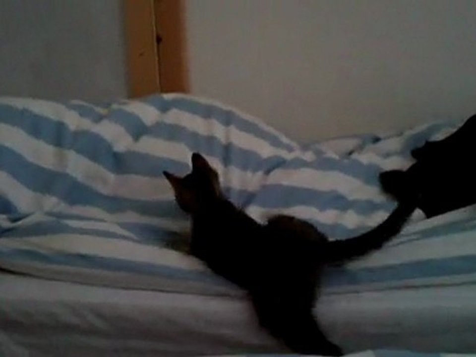 The cat =D