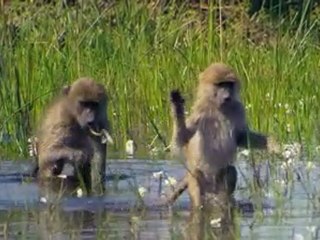 Oceans - 1 www.cinefragman.info