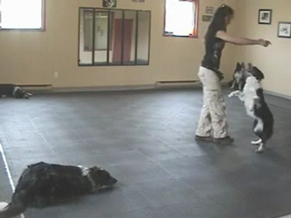 Le Prestige canin présente ses 4 chiens en freestyle canin!