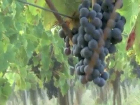 Vigne : Découvrez notre patrimoine au coeur du vignoble des Côtes de Bourg !