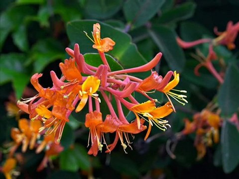 bY EzgincE aşkın nur yengi kalpsiz