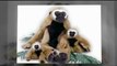 Stuffed Monkeys - Monkey Plush Toys
