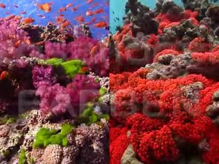 Korallenriff Aquarium in HD - Trailer