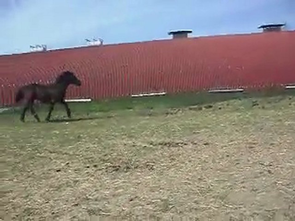 LES PONEYS ET CHEVAUX AU PRE: visite en voiture! SDC11355