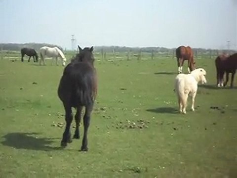 POULAINS MERENS: intégration dans le groupe