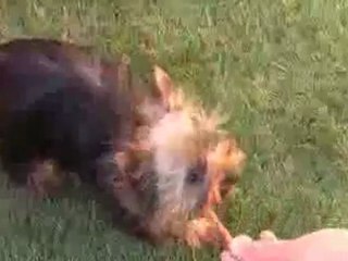 (Criadores Cachorros Yorkshire) de bolsillo