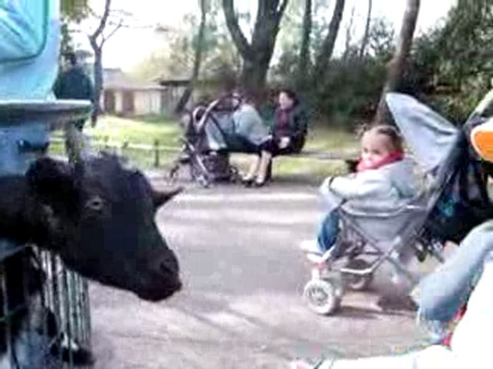 Alban & La biquette  Avril 2010