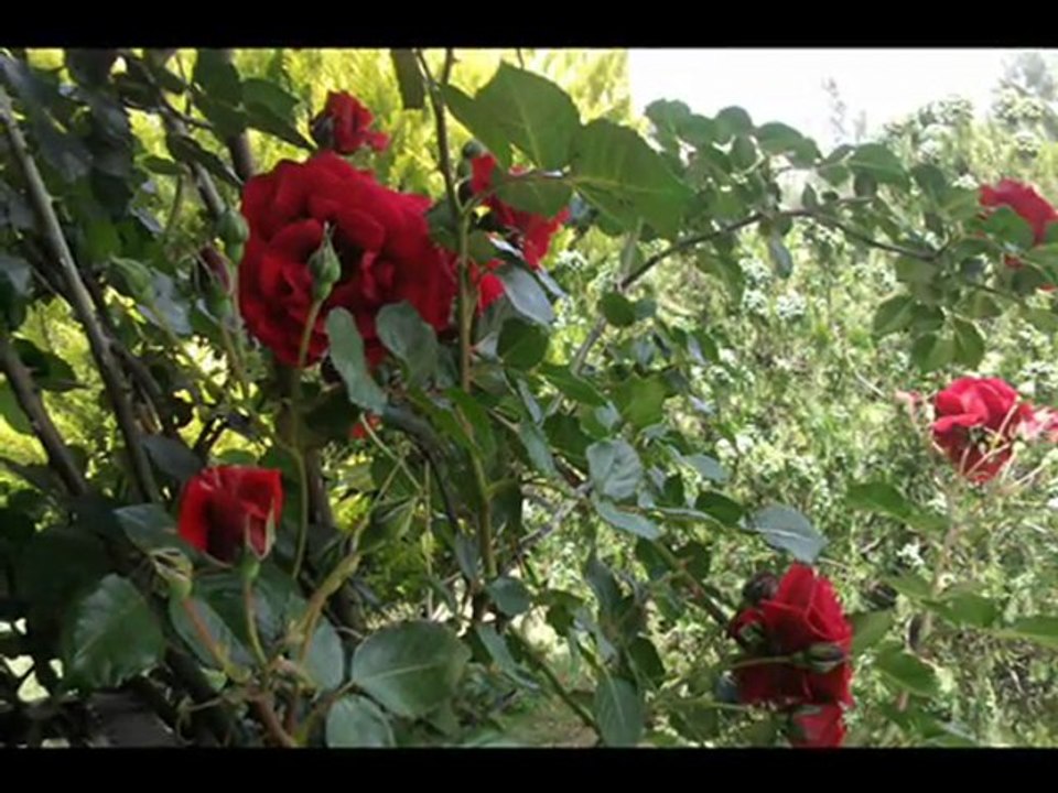 senin uğruna sinan özen