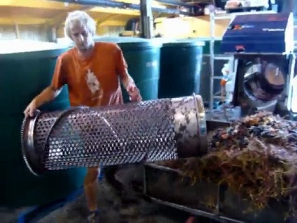 Harvest 2010 - Man O' War - Waiheke Island, New Zealand