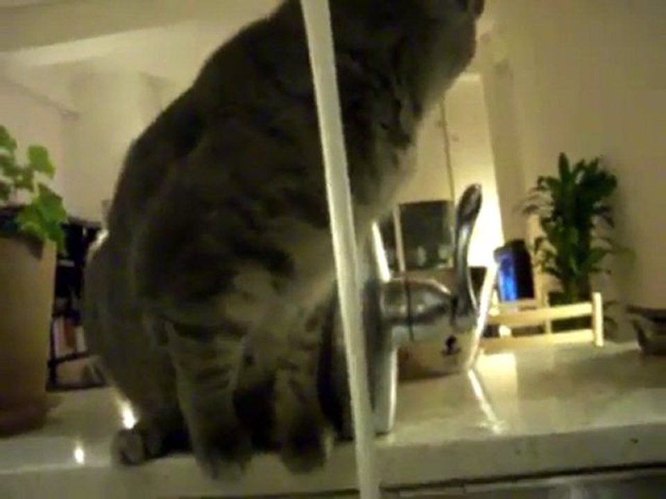 Chat au robinet, plus besoin de gamelle