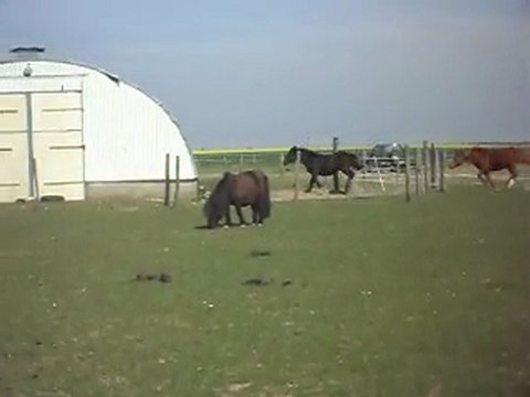 POULAINS MERENS 1 an les copains. Avec le chef on sort