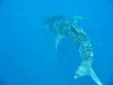 Requins baleines Puerto Princesa